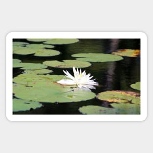 American White Waterlily Sticker